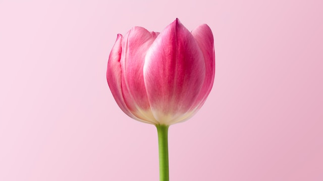 características de las características de los tulipanes mexicanos