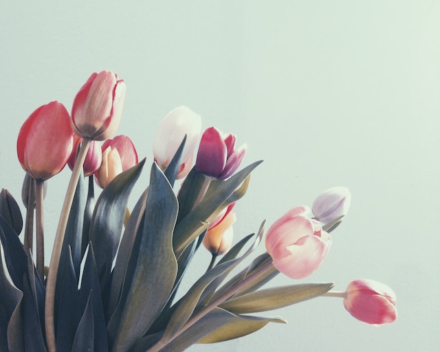 descubre todas las características de los tulipanes mexicanos