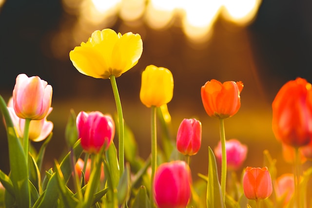 detalles de las características de los tulipanes mexicanos